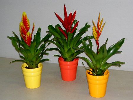 Plante de apartament - Vriesea splendens